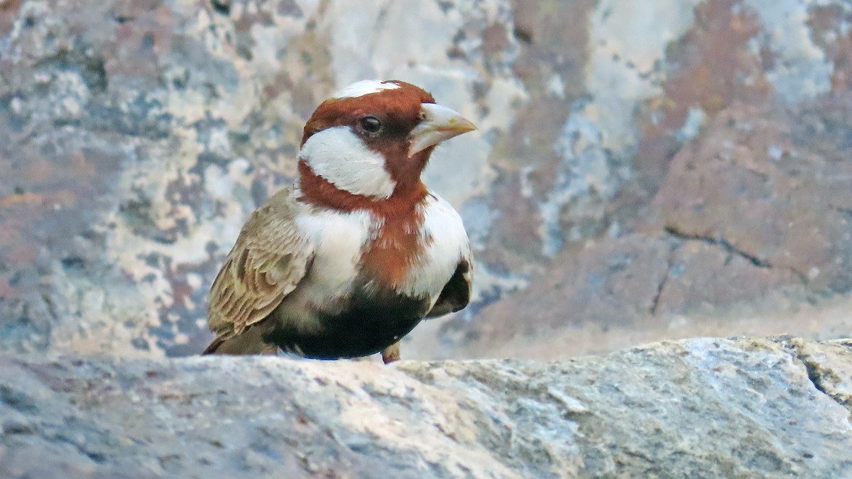Chestnut-headed Sparrow-Lark - ML635290394