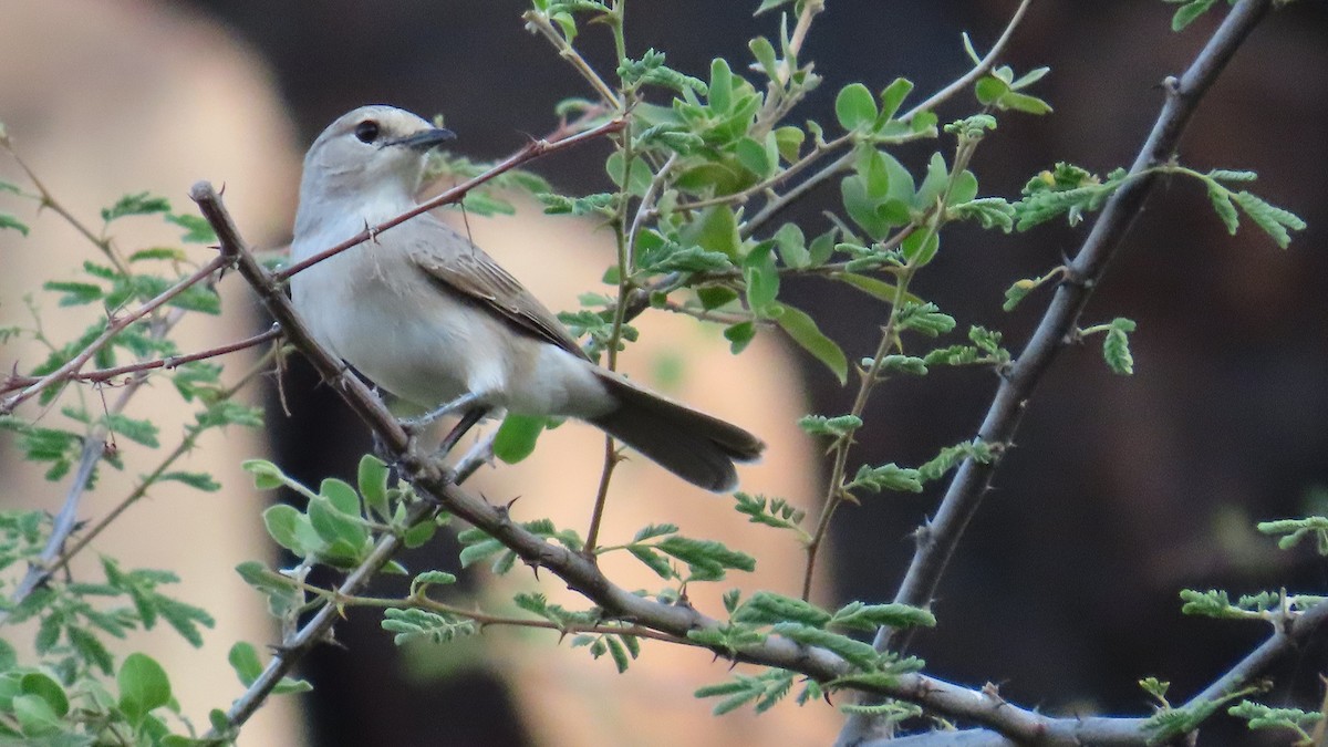 African Gray Flycatcher - ML635290398