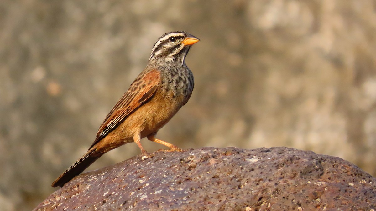 Striolated Bunting - ML635290409