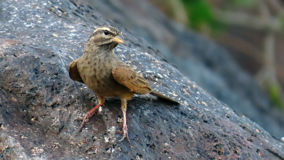 Striolated Bunting - ML635290410