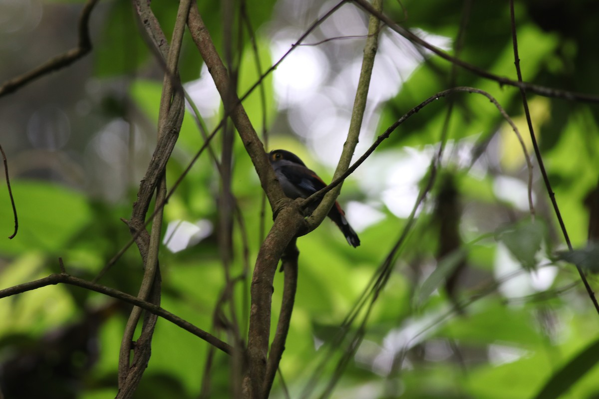 Gray-lored Broadbill - ML635290485