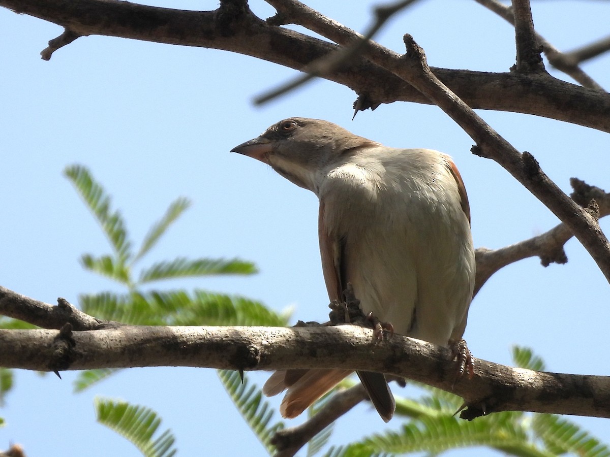 Northern Gray-headed Sparrow - ML635290489