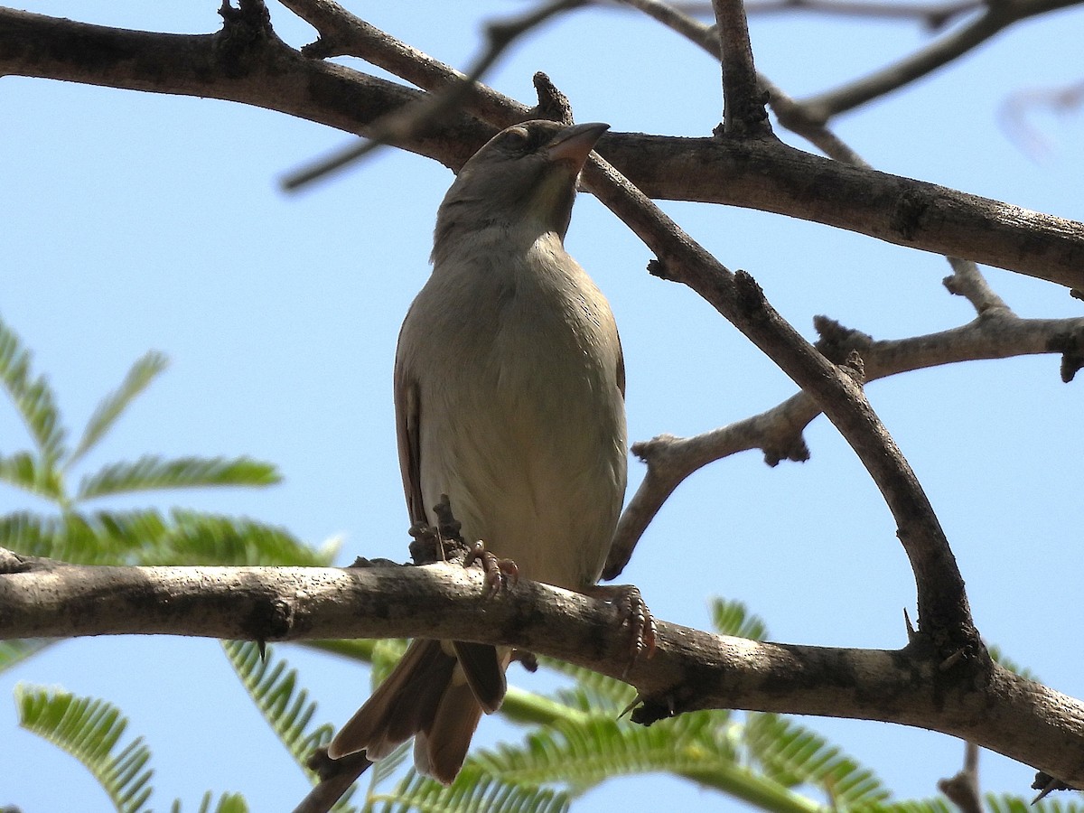 Northern Gray-headed Sparrow - ML635290490