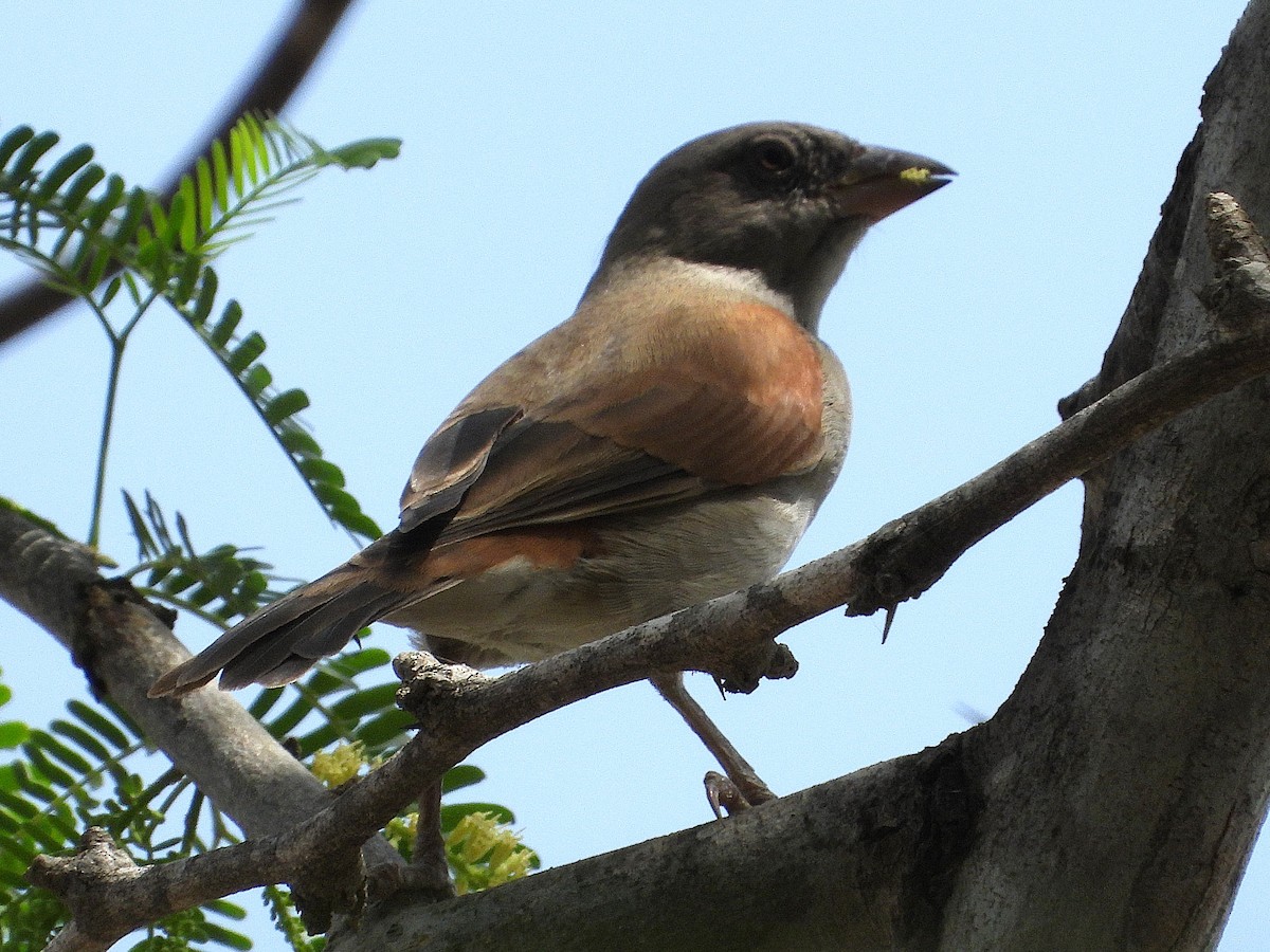 Northern Gray-headed Sparrow - ML635290491