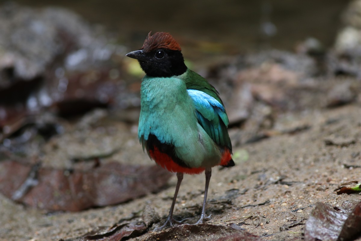 Western Hooded Pitta (Chestnut-crowned) - ML635290502