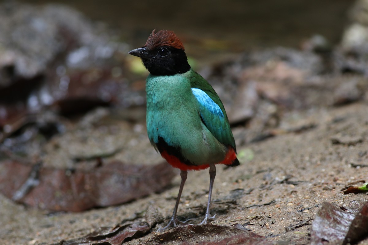 Western Hooded Pitta (Chestnut-crowned) - ML635290503