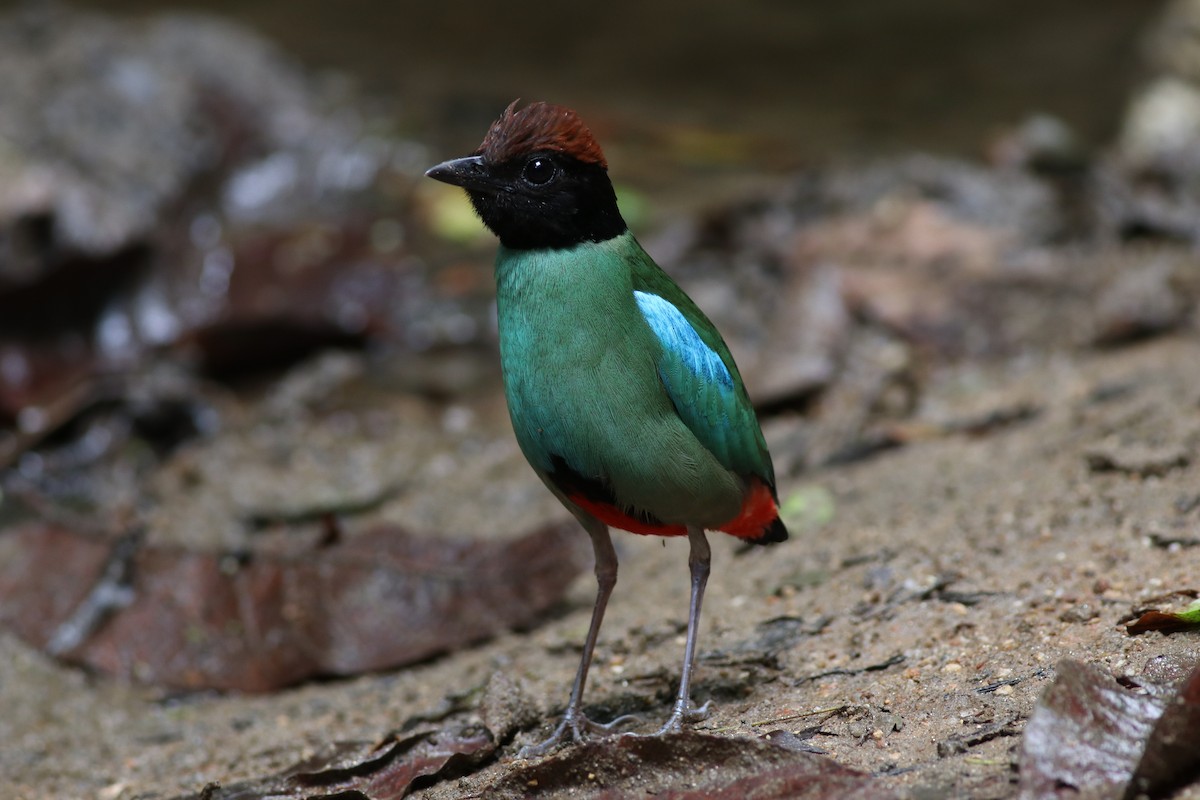 Western Hooded Pitta (Chestnut-crowned) - ML635290504