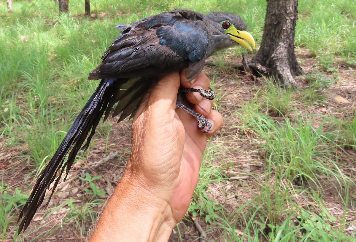 Blue Malkoha - ML635290564