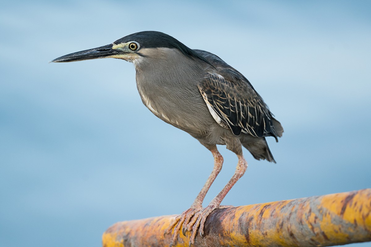 Striated Heron - ML635290589