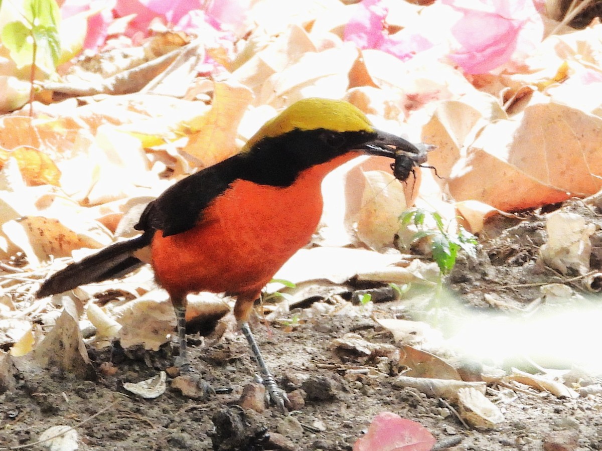 Yellow-crowned Gonolek - ML635290592