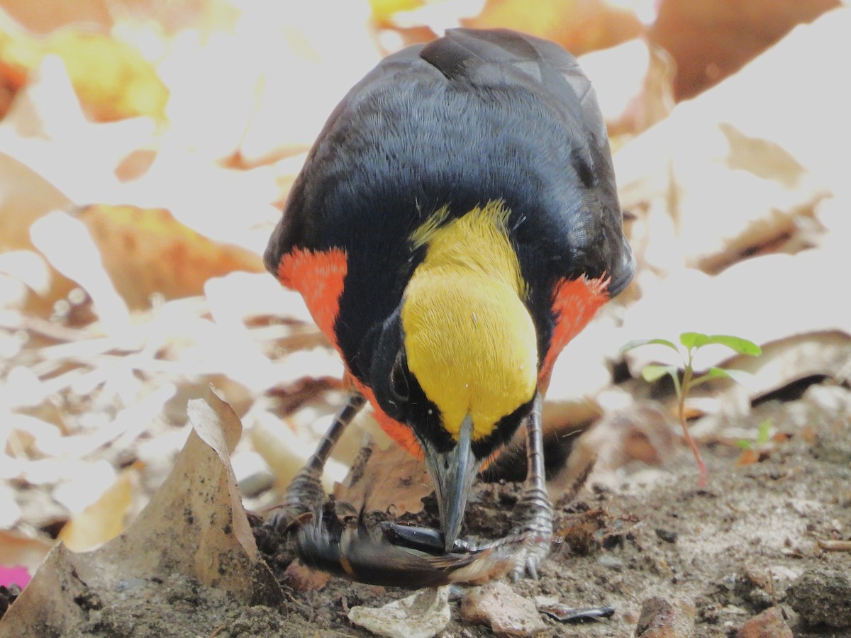 Yellow-crowned Gonolek - ML635290593