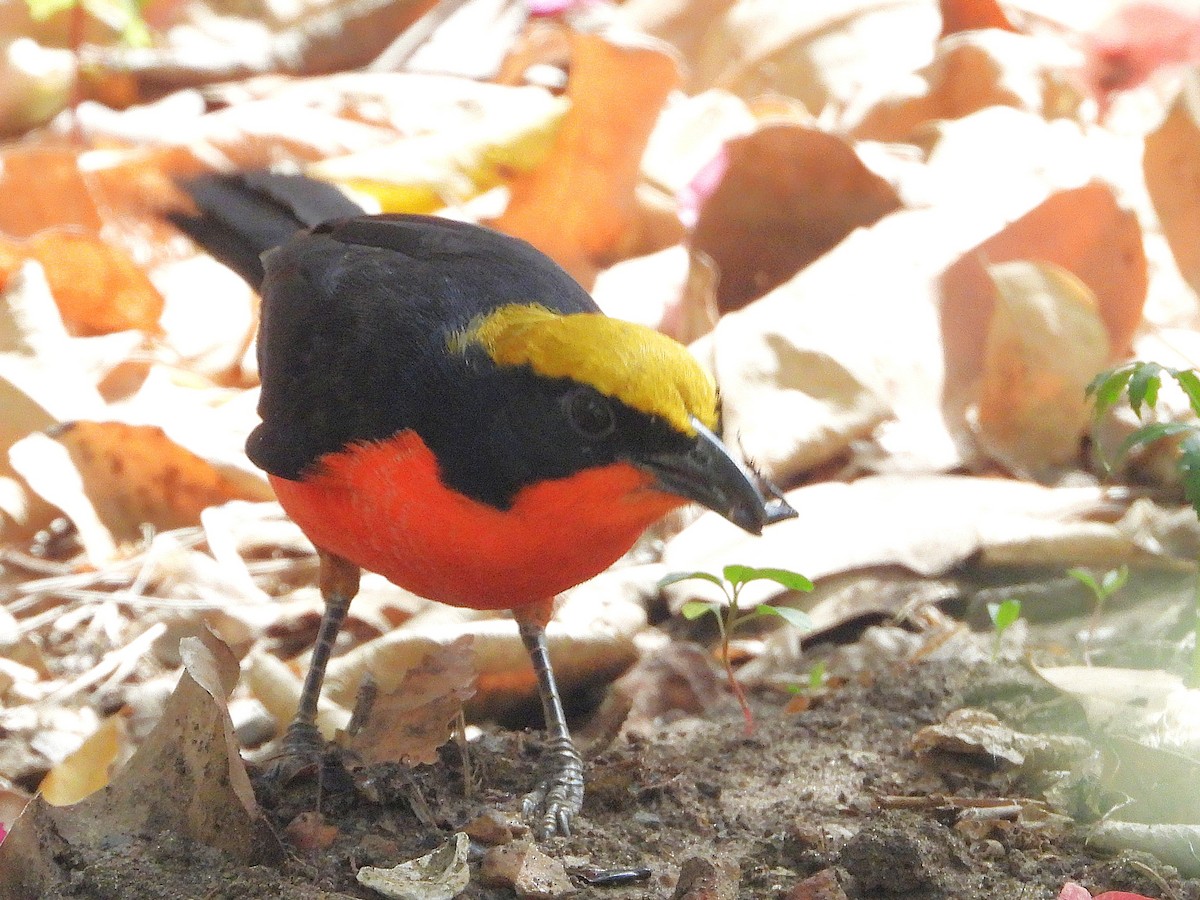 Yellow-crowned Gonolek - ML635290594