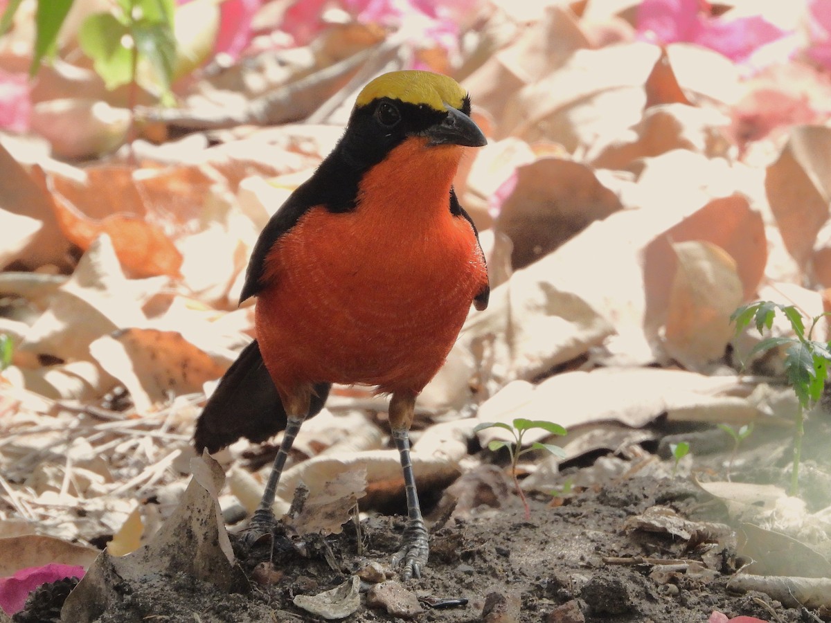Yellow-crowned Gonolek - ML635290595