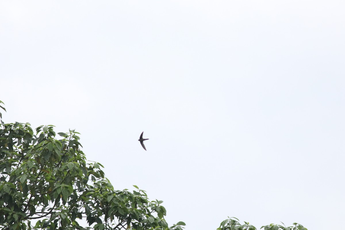 Asian Palm Swift - ML635290807