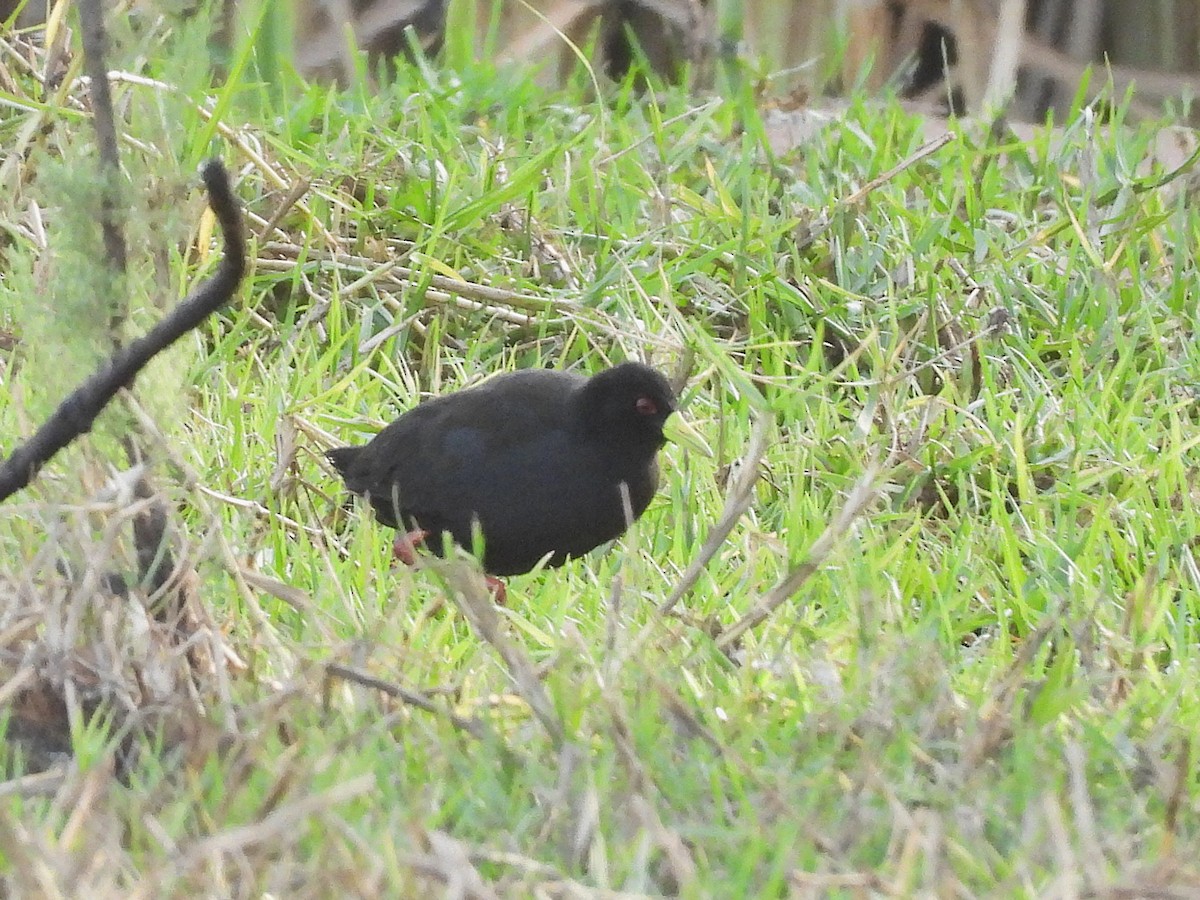 Black Crake - ML635290862