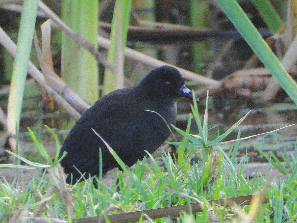 Black Crake - ML635290863