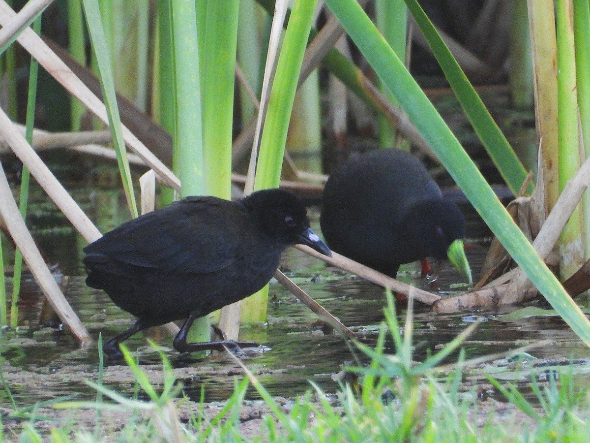 Black Crake - ML635290864