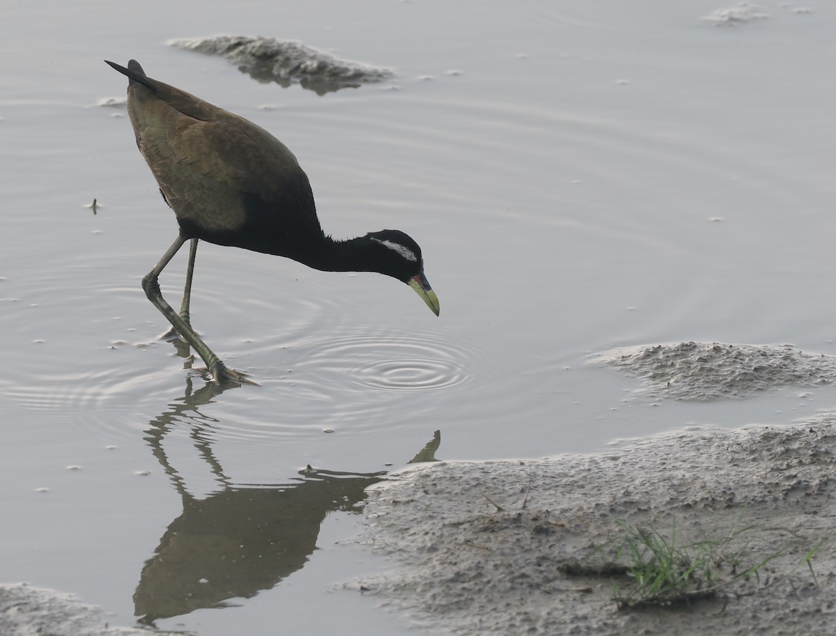 Bronze-winged Jacana - ML635290877