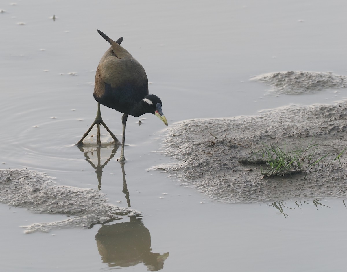 Bronze-winged Jacana - ML635290950