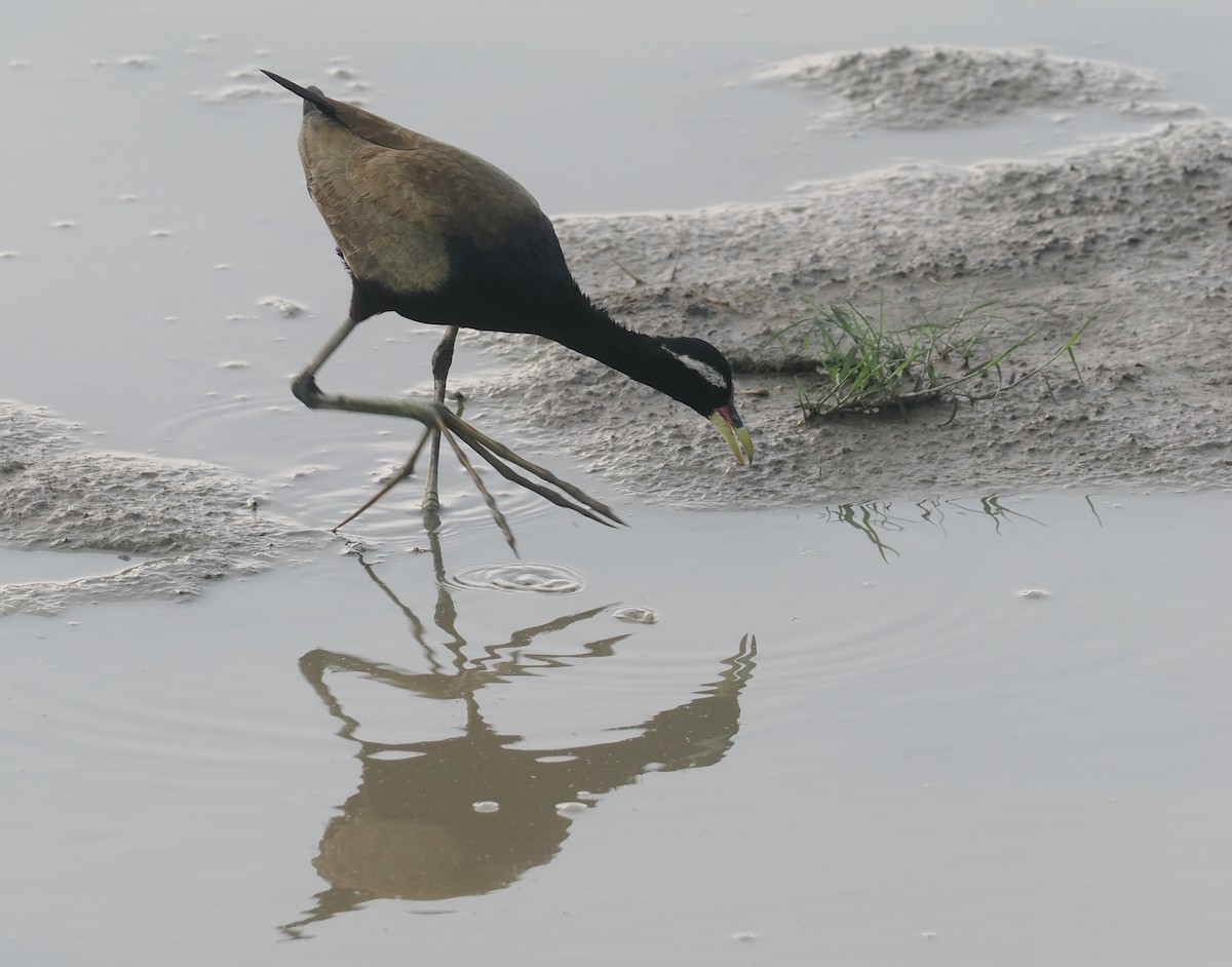 Bronze-winged Jacana - ML635290957