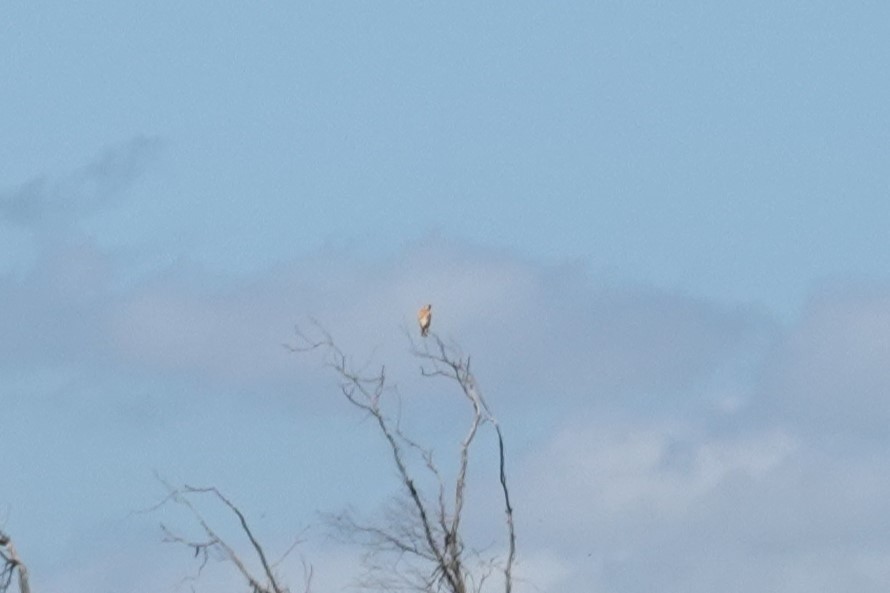 Nankeen Kestrel - ML635290960