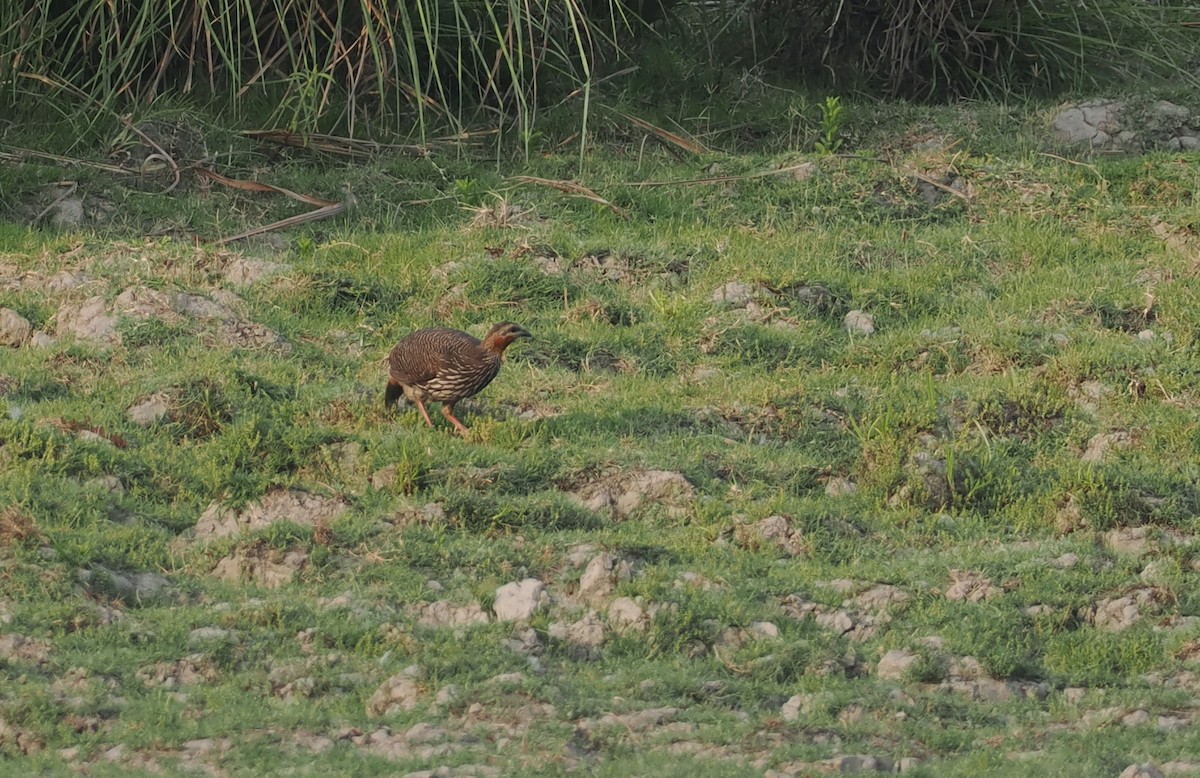 Swamp Francolin - ML635291000