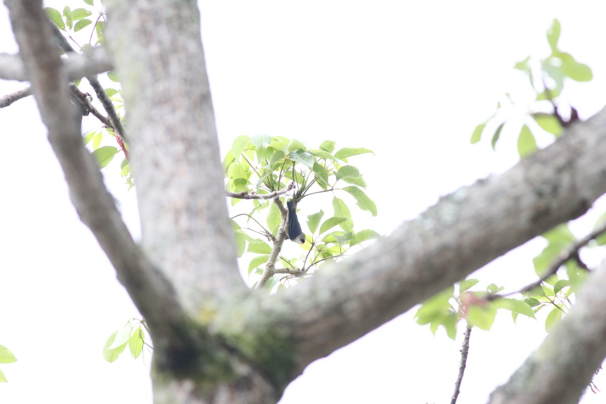 Velvet-fronted Nuthatch - ML635291007