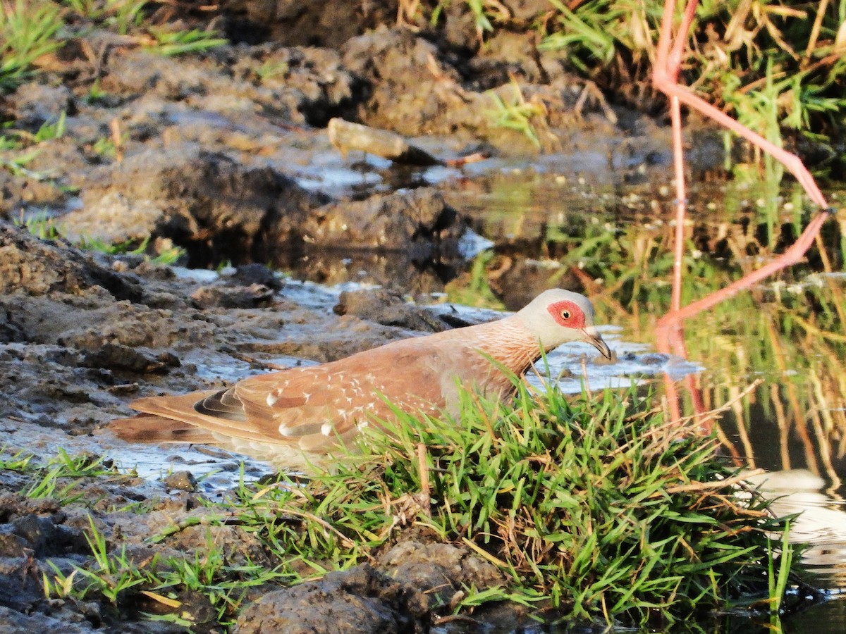Speckled Pigeon - ML635291016