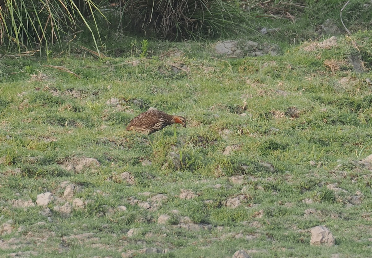 Swamp Francolin - ML635291019