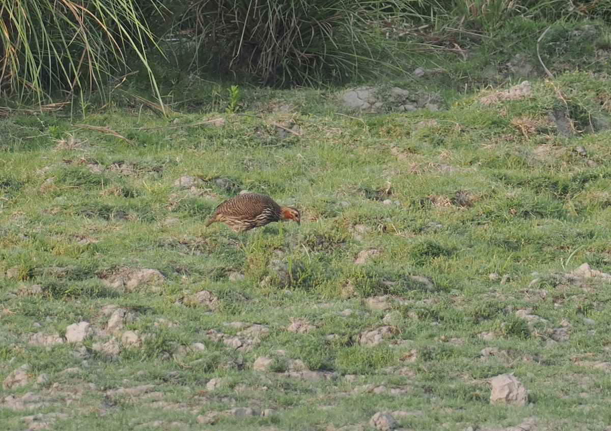 Swamp Francolin - ML635291030