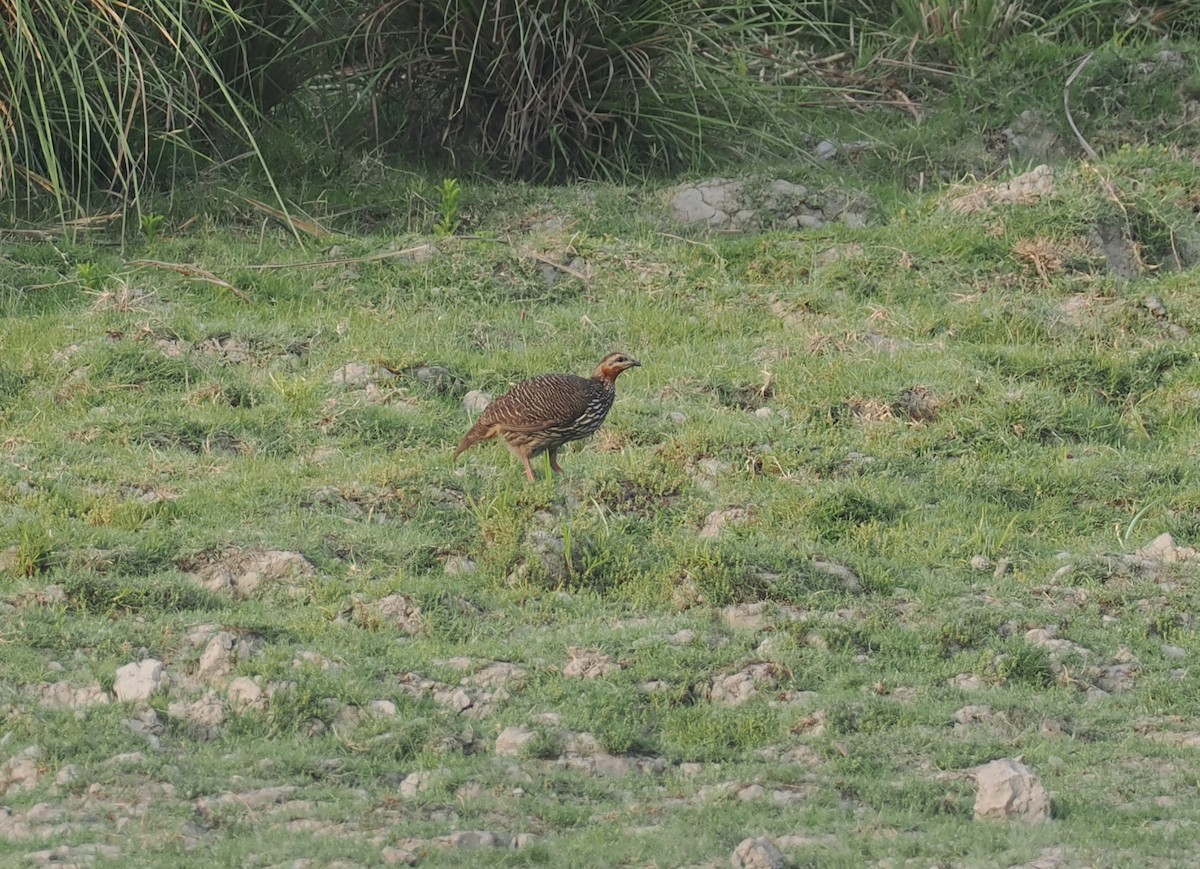 Swamp Francolin - ML635291041