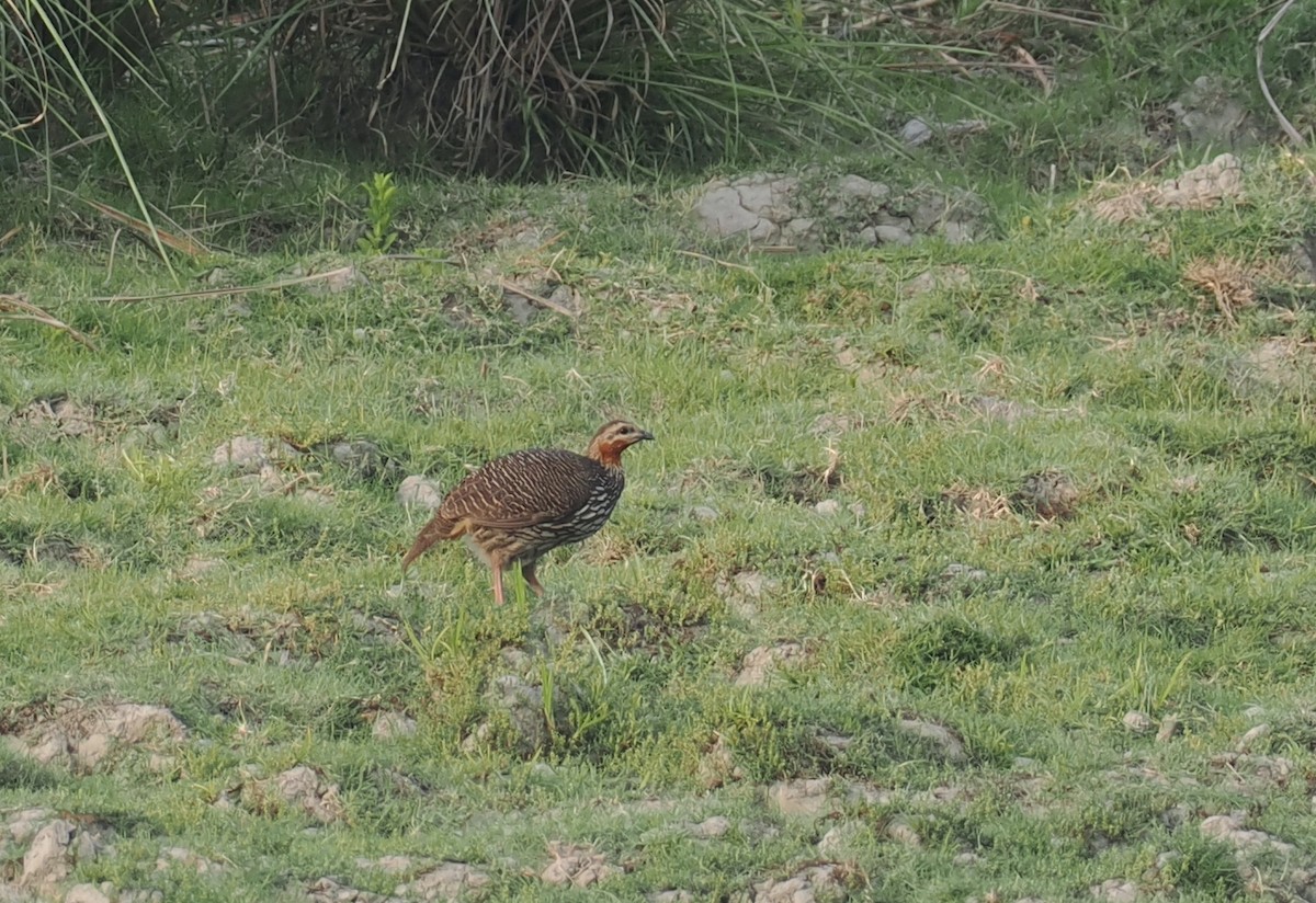 Swamp Francolin - ML635291056