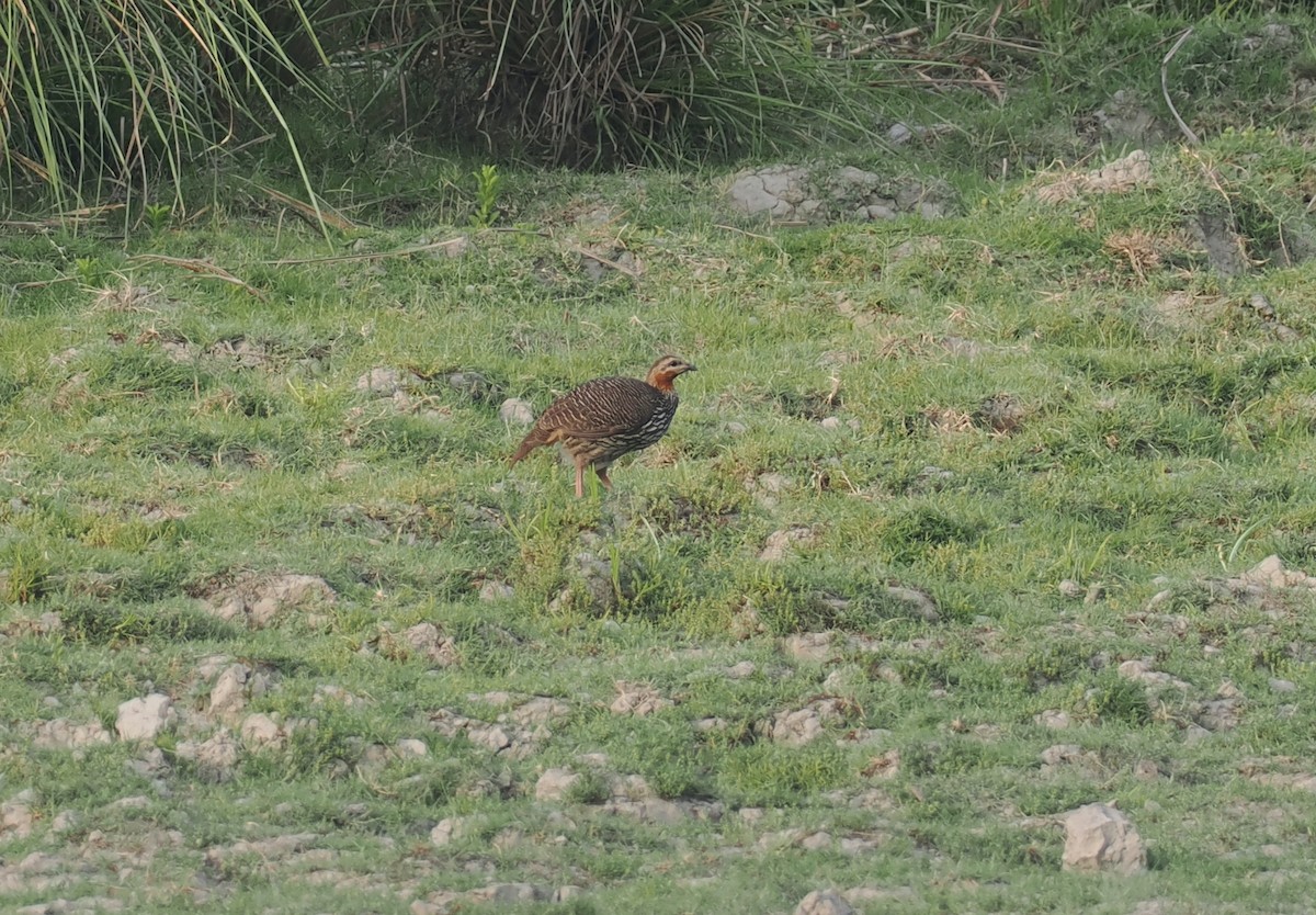 Swamp Francolin - ML635291059