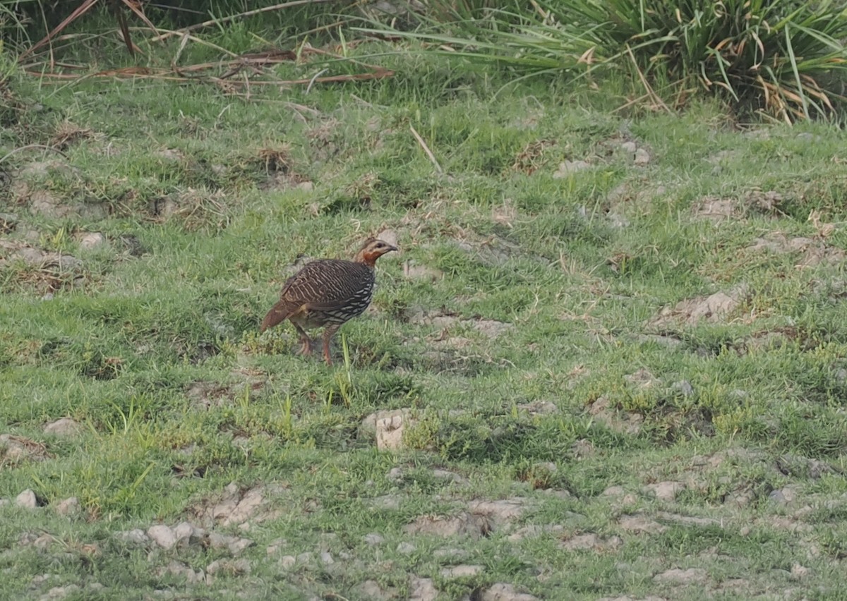 Swamp Francolin - ML635291084