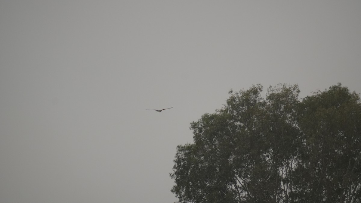Buteo sp. - ML635291104
