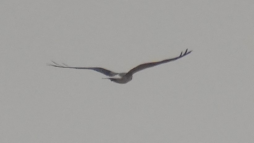Buteo sp. - ML635291105