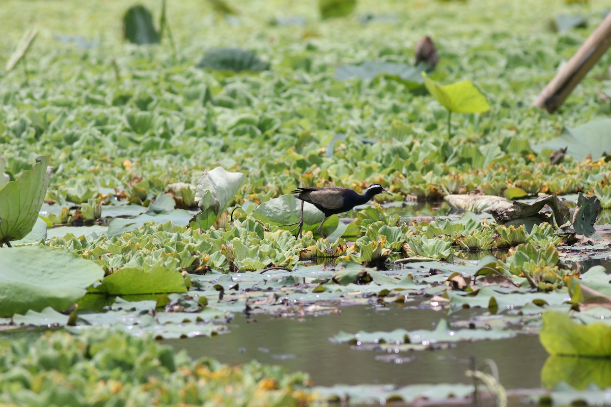 Bronze-winged Jacana - ML635291122