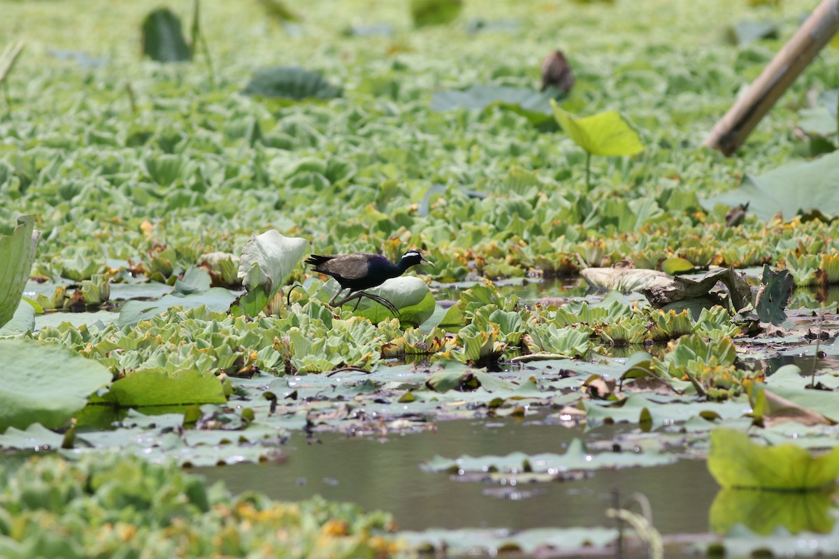 Bronze-winged Jacana - ML635291123