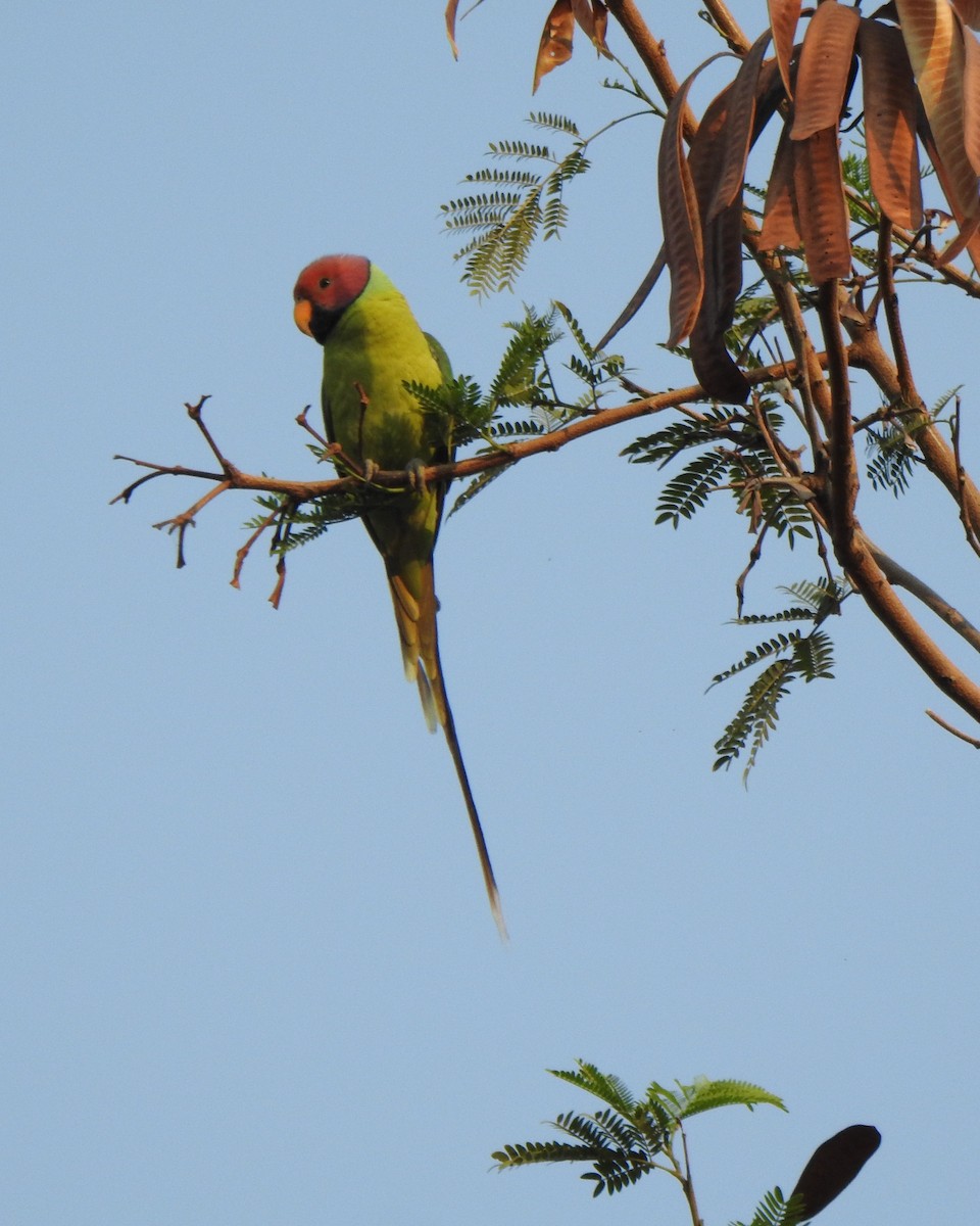 Plum-headed Parakeet - ML635291124