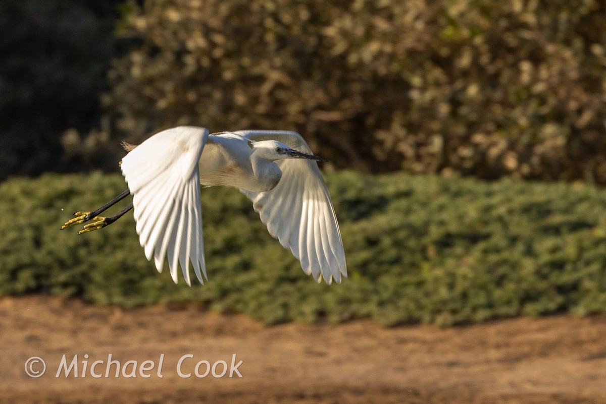 Little Egret - ML635291167