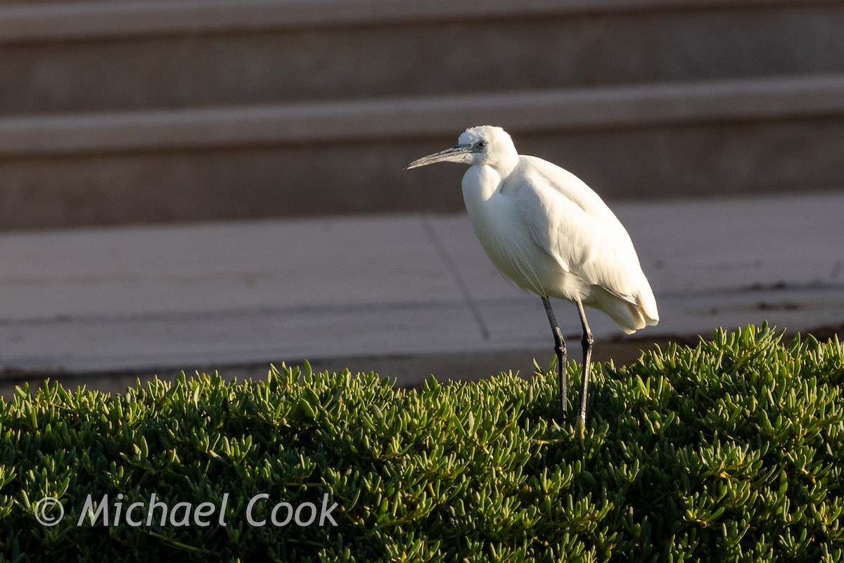 Little Egret - ML635291168