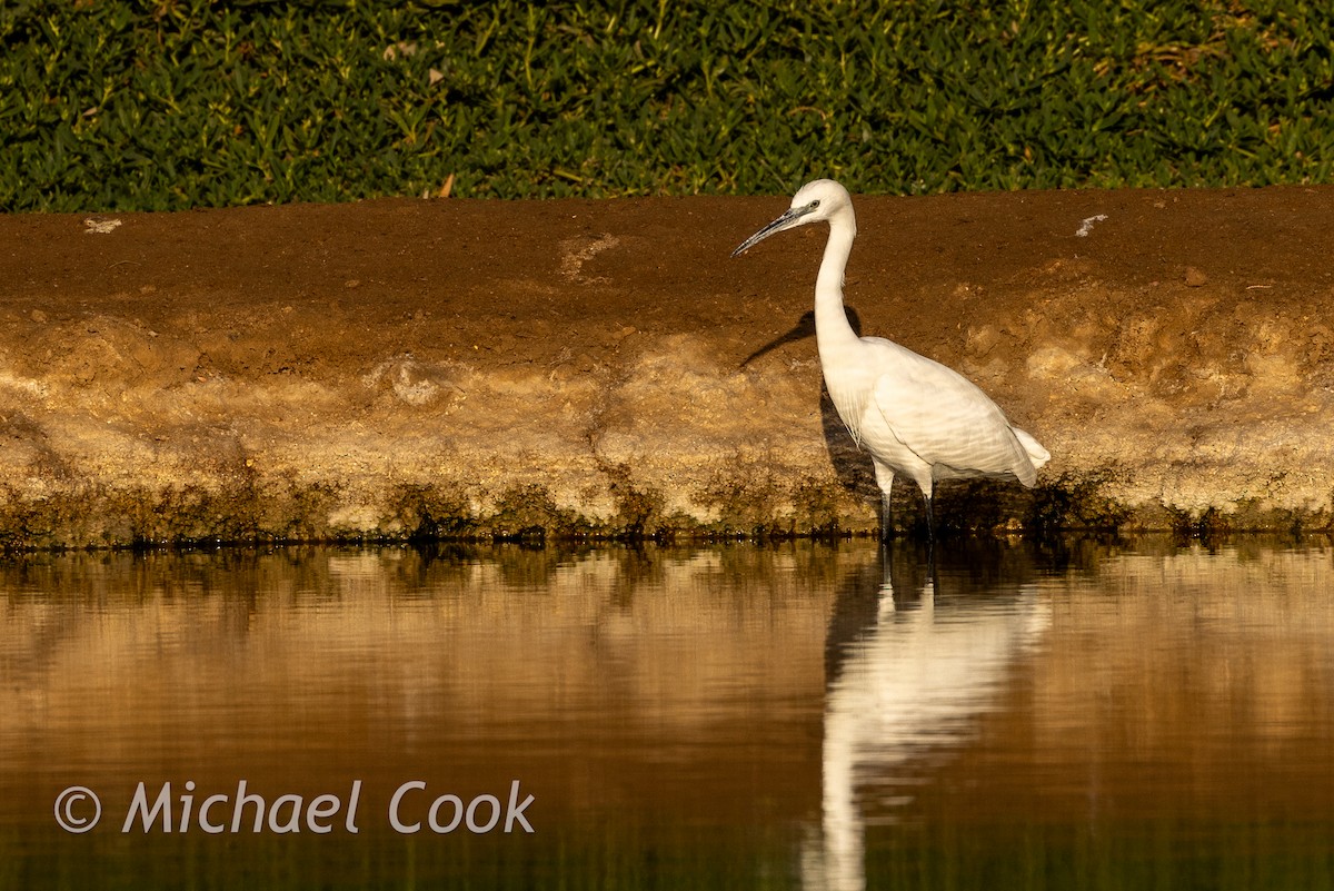 Little Egret - ML635291170