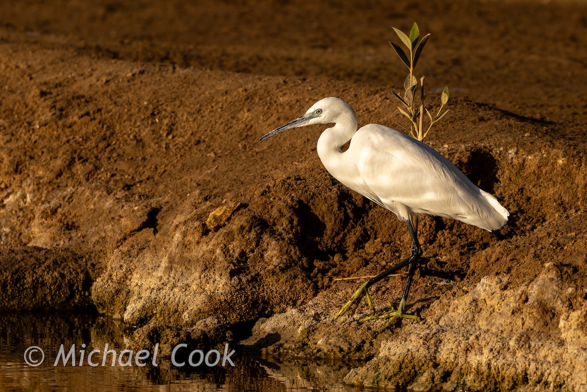 Little Egret - ML635291171