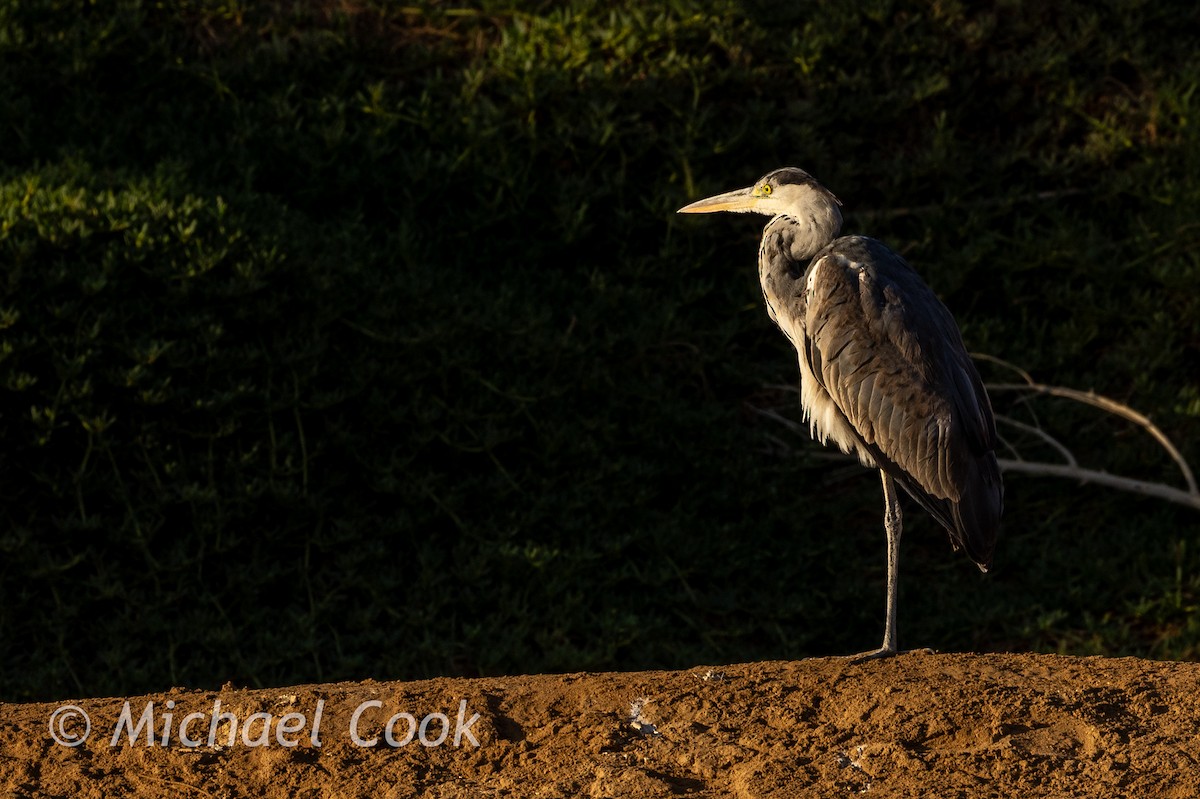 Gray Heron - ML635291180