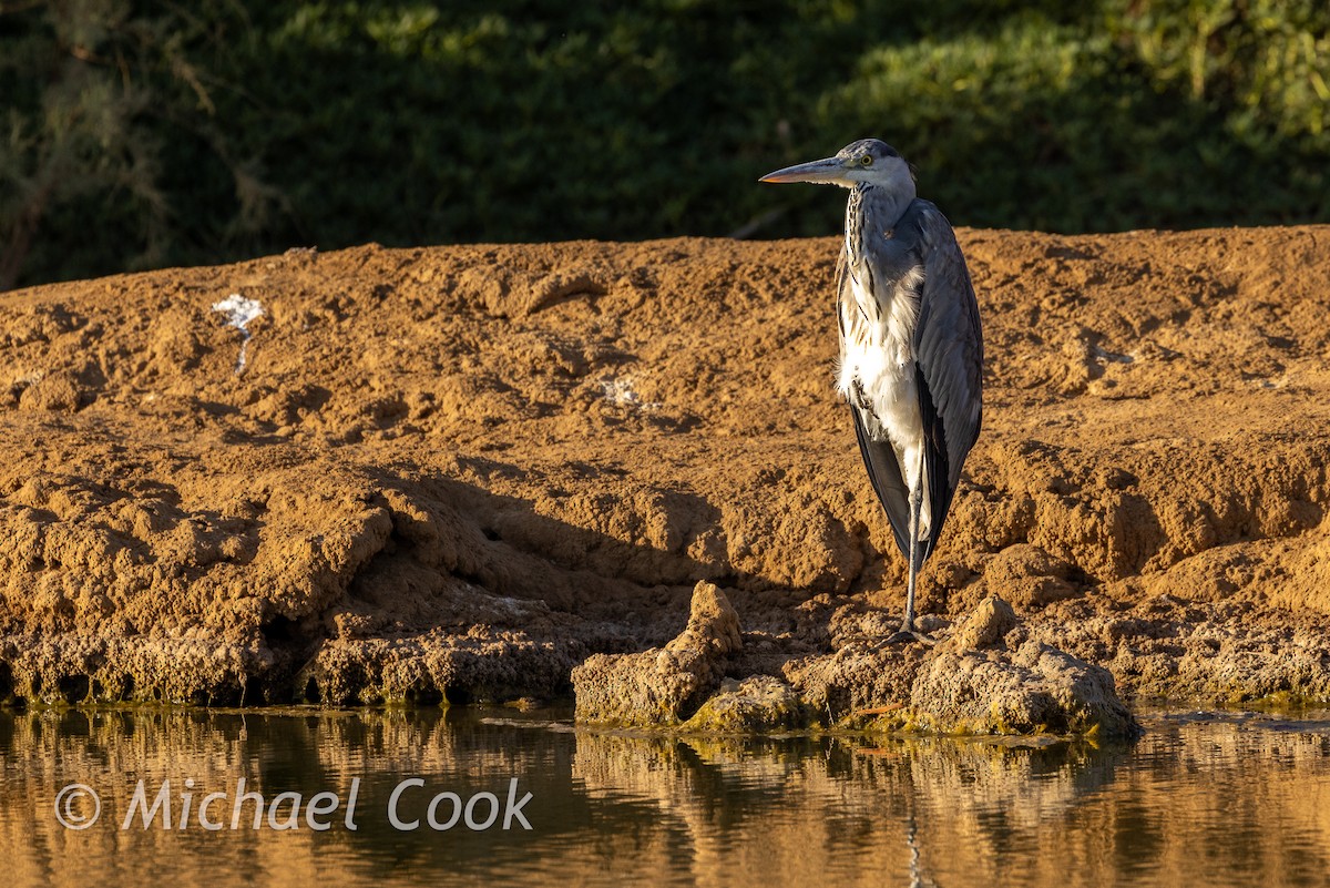 Gray Heron - ML635291181