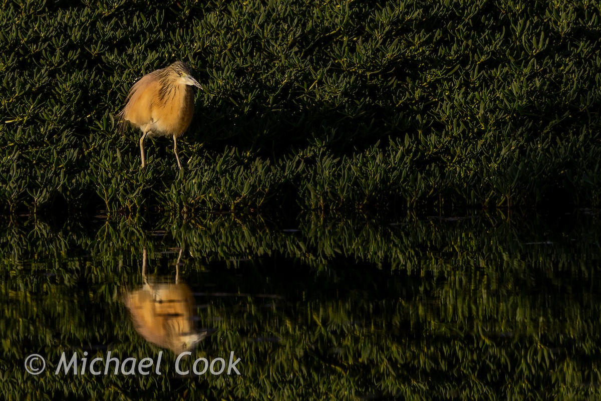 Squacco Heron - ML635291190