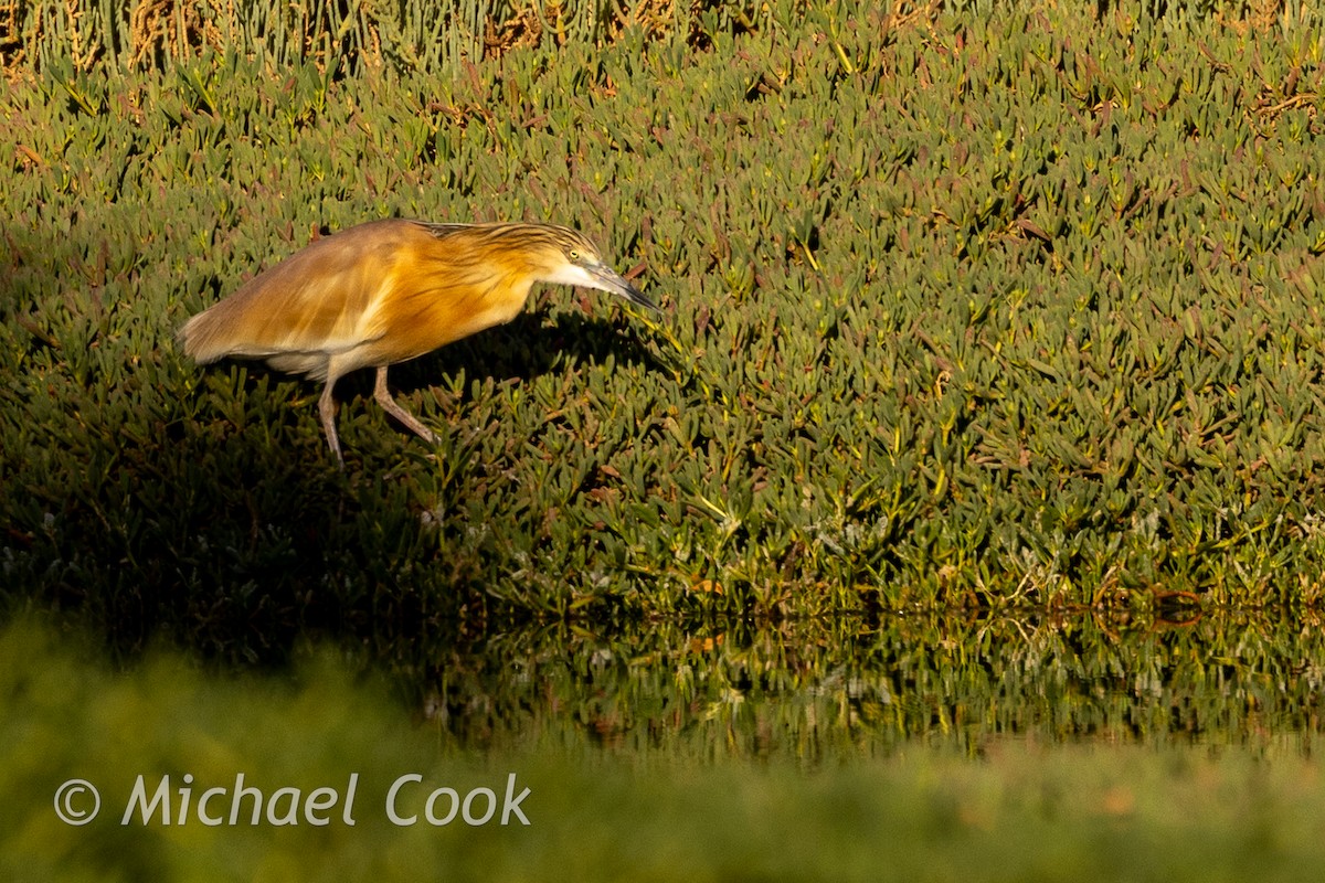 Squacco Heron - ML635291191