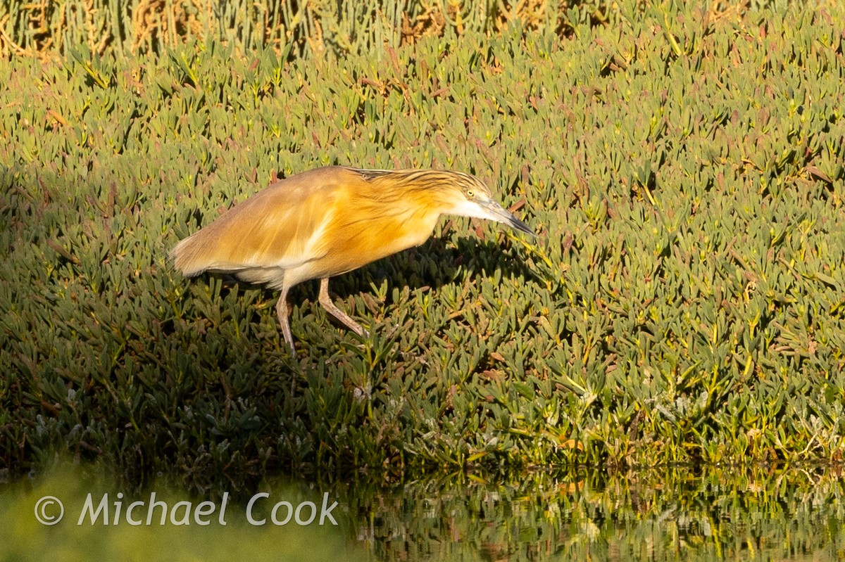 Squacco Heron - ML635291192