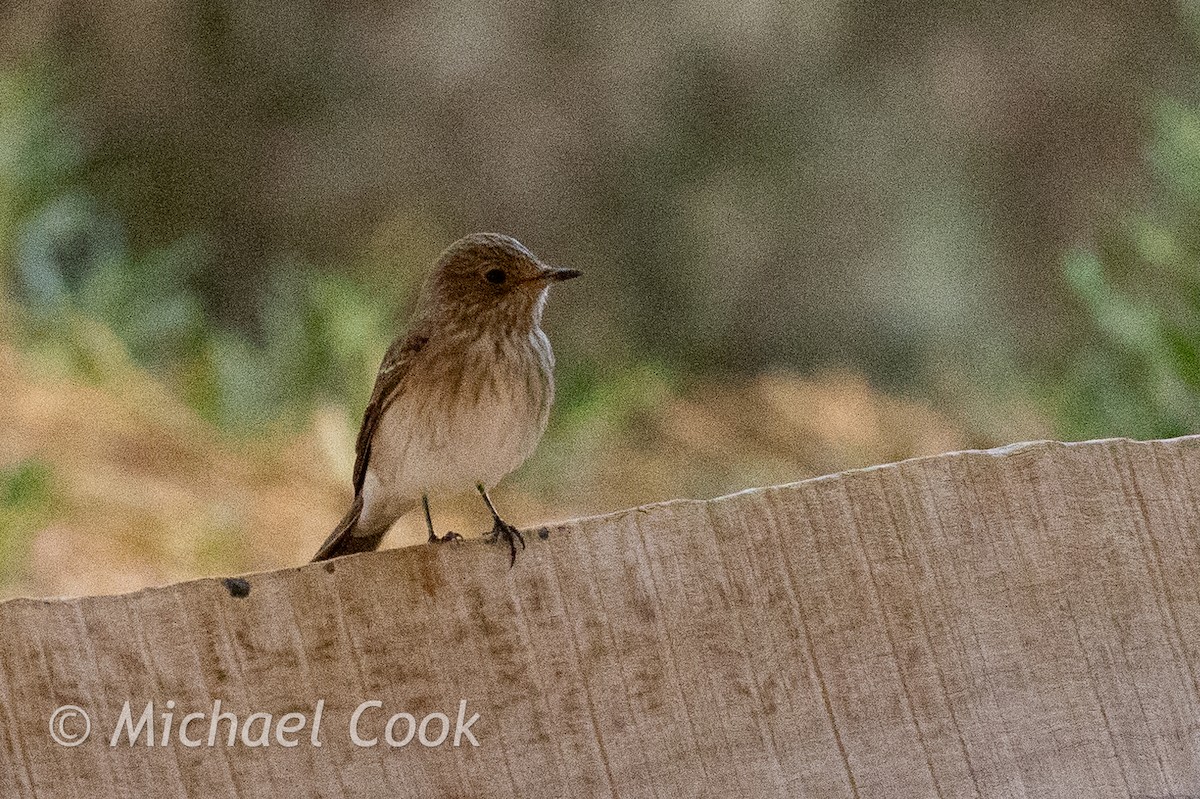 Spotted Flycatcher - ML635291207