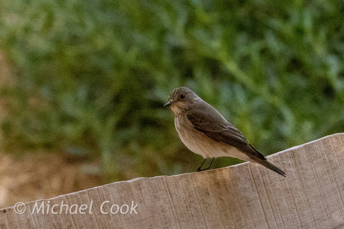 Spotted Flycatcher - ML635291208